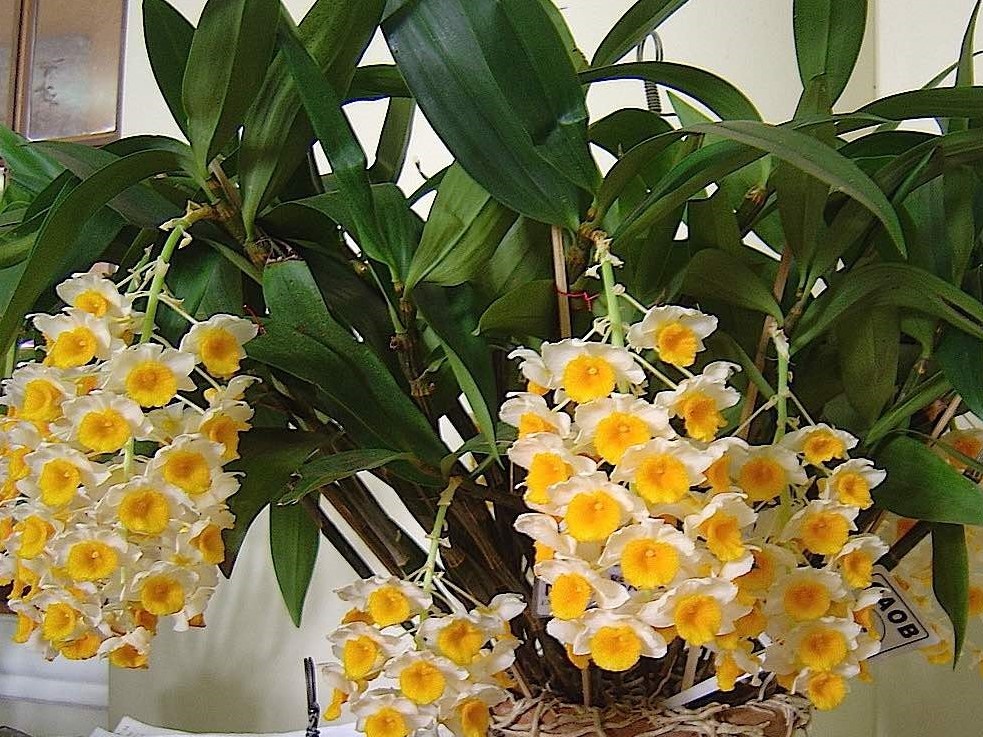 Orquidea-Dendrobium