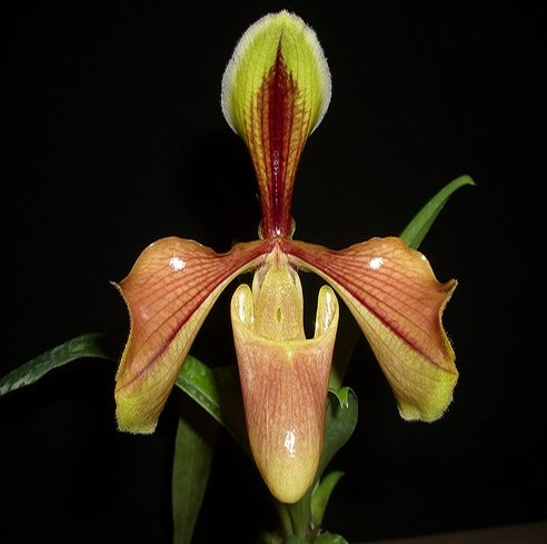 Orquidea Paphiopedilum villosum