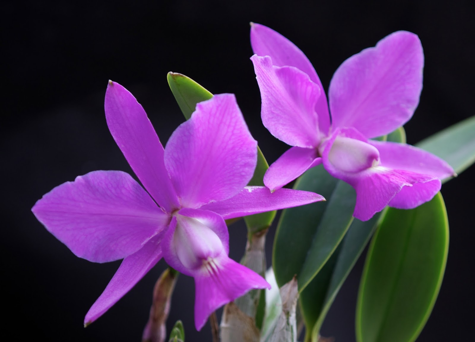 Cattleya_walkeriana