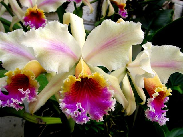 Orquidea_cattleya