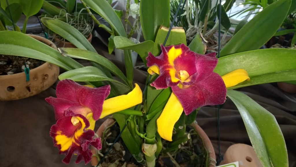 Orquídea-1