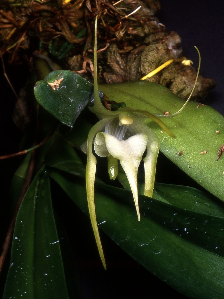 Orquídea Aeranthes arachnites3