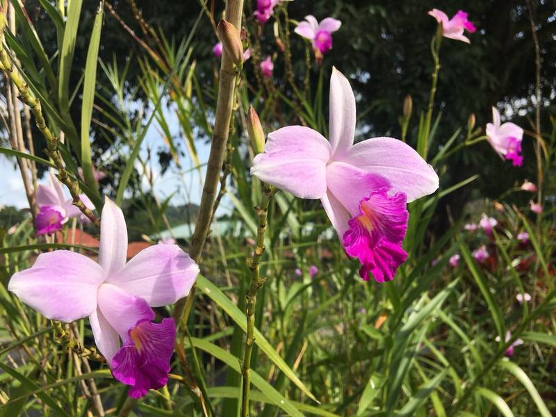 Orquídea-Bambu-3-1