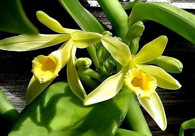 Orquídea Baunilha (Vanilla)