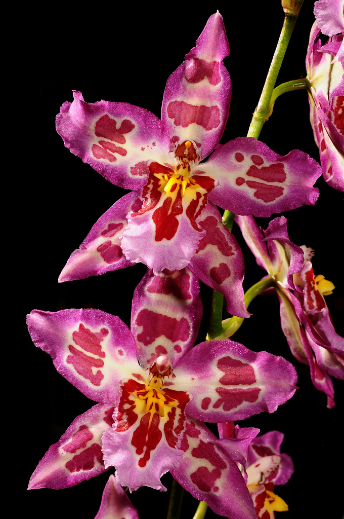 Orquídea Beallara