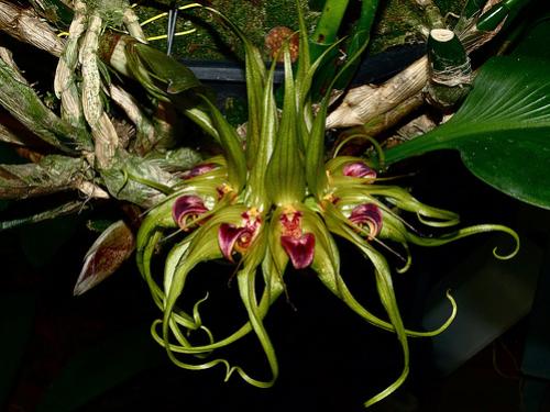 Orquídea Bulbophyllum binnendijkii