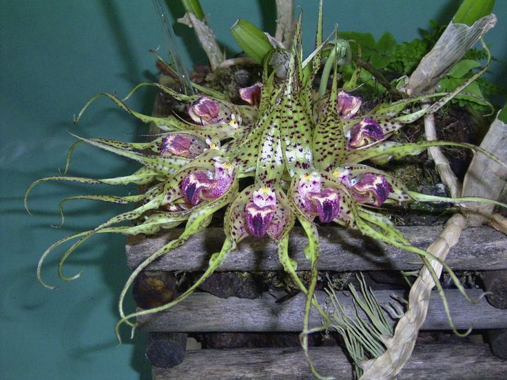 Orquídea Bulbophyllum binnendijkii1