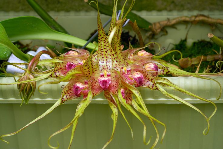 Orquídea Bulbophyllum binnendijkii2