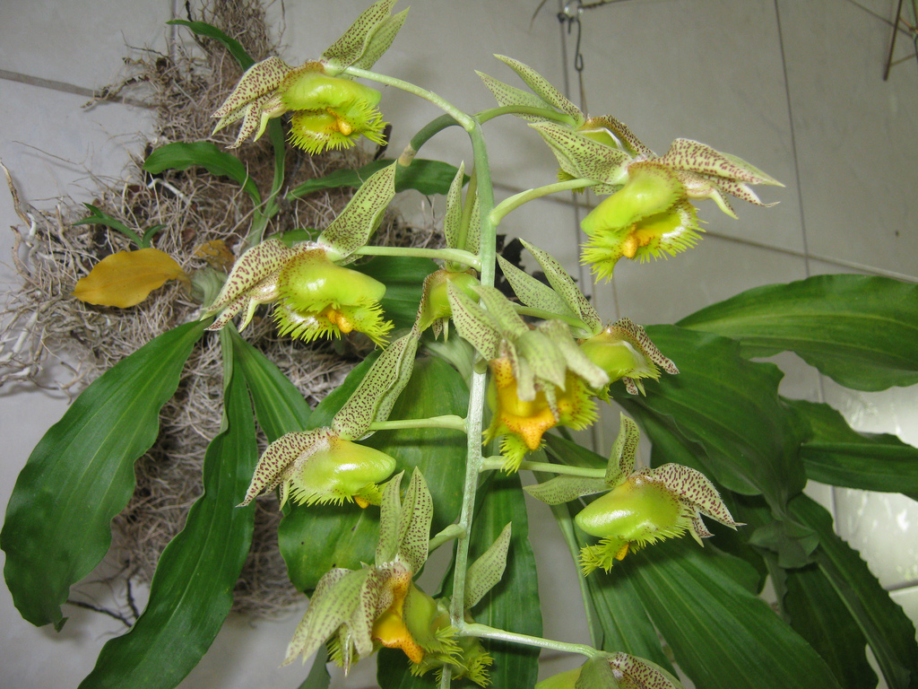 Orquídea Catasetum fimbriatum