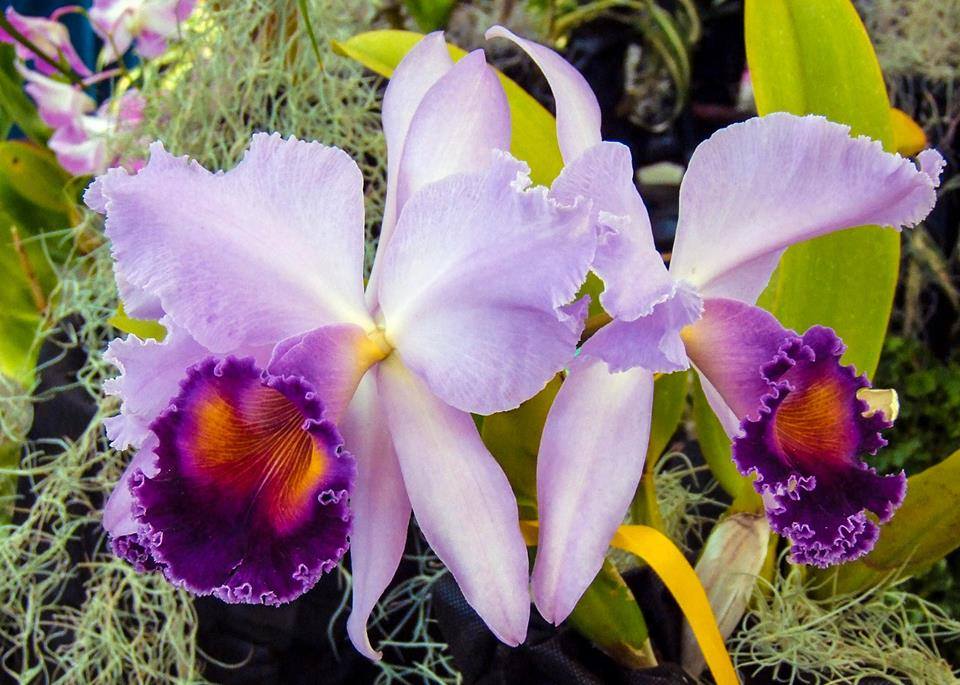 Orquídea Cattleya