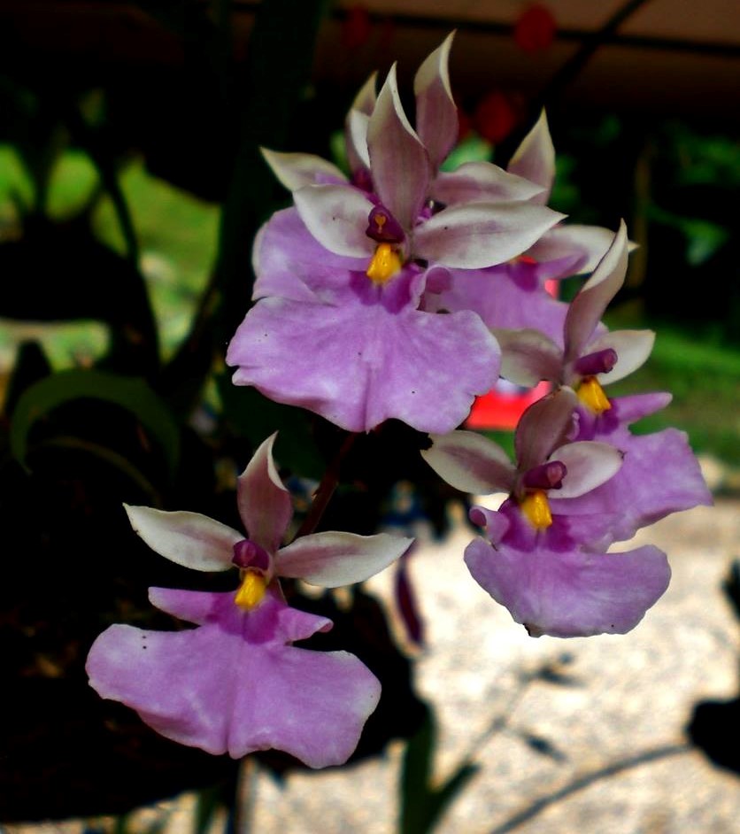 Orquídea Caucaea