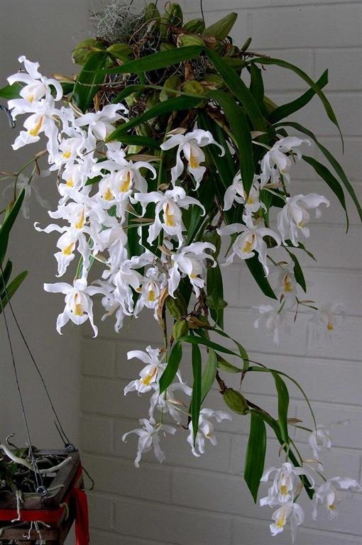 Orquídea Coelogyne (Medium)