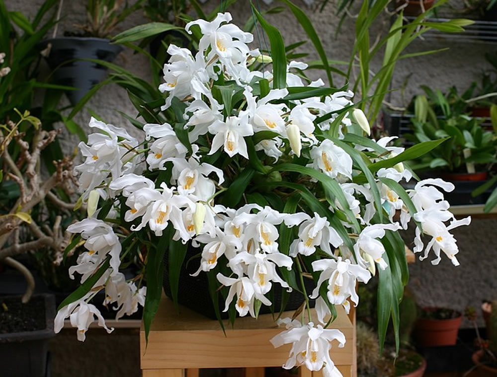 Orquídea Coelogyne _11
