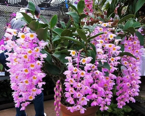 Orquídea Dendrobium bronckartii