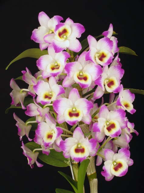 Orquídea-Dendróbio-Compacta-16