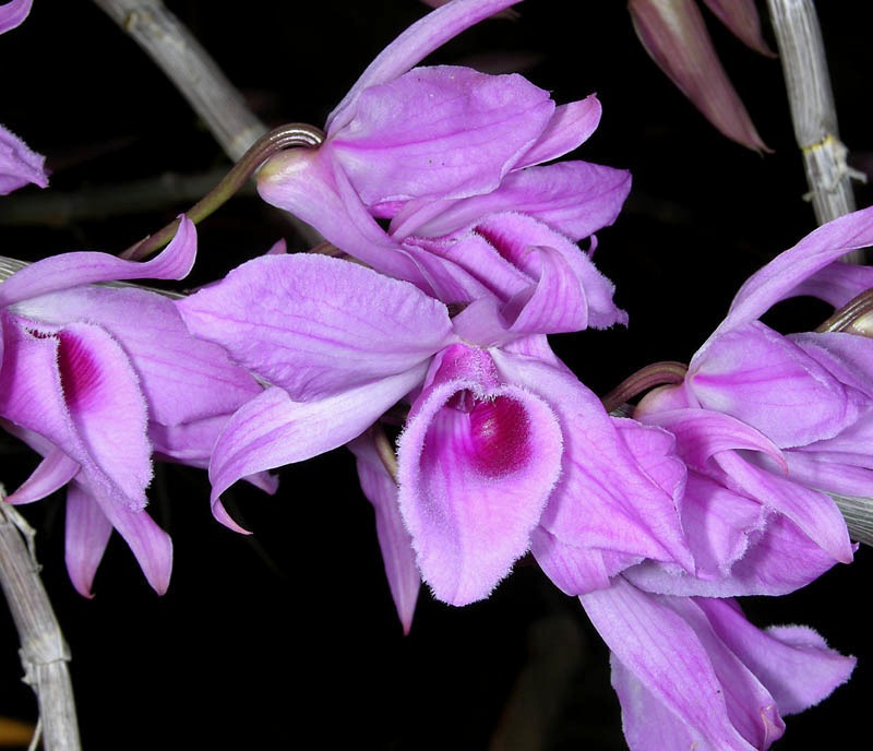 Orquídea-Dendróbio-Compacta-7