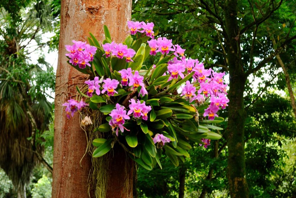 Orquídea-Epífita