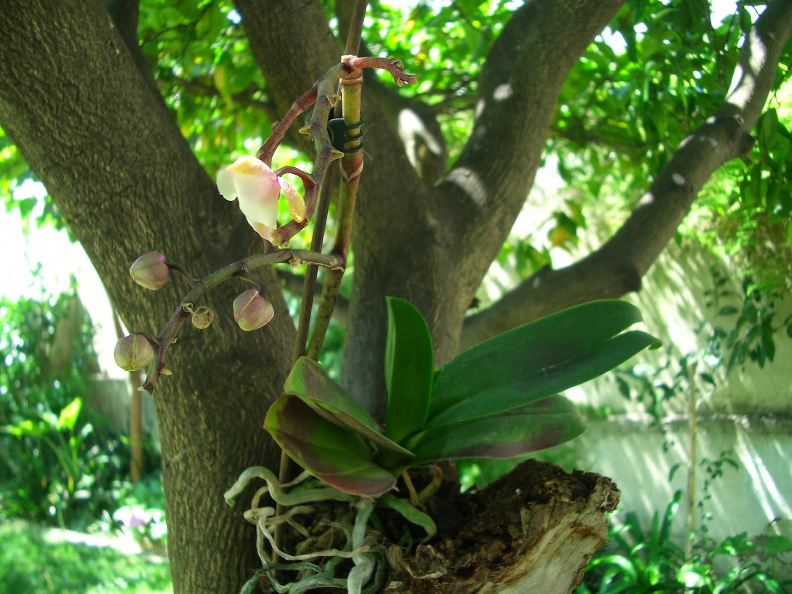 Orquídea Phalaenopsis 1