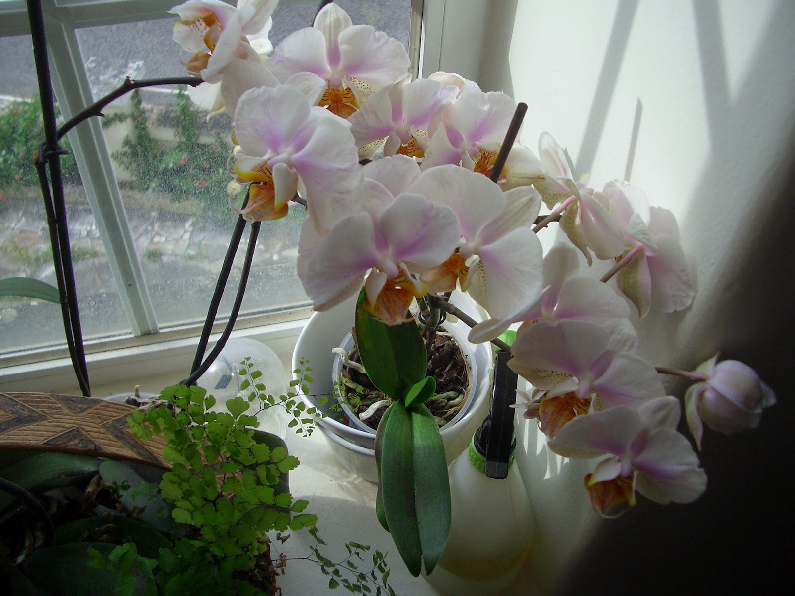 Orquídea Phalaenopsis 22