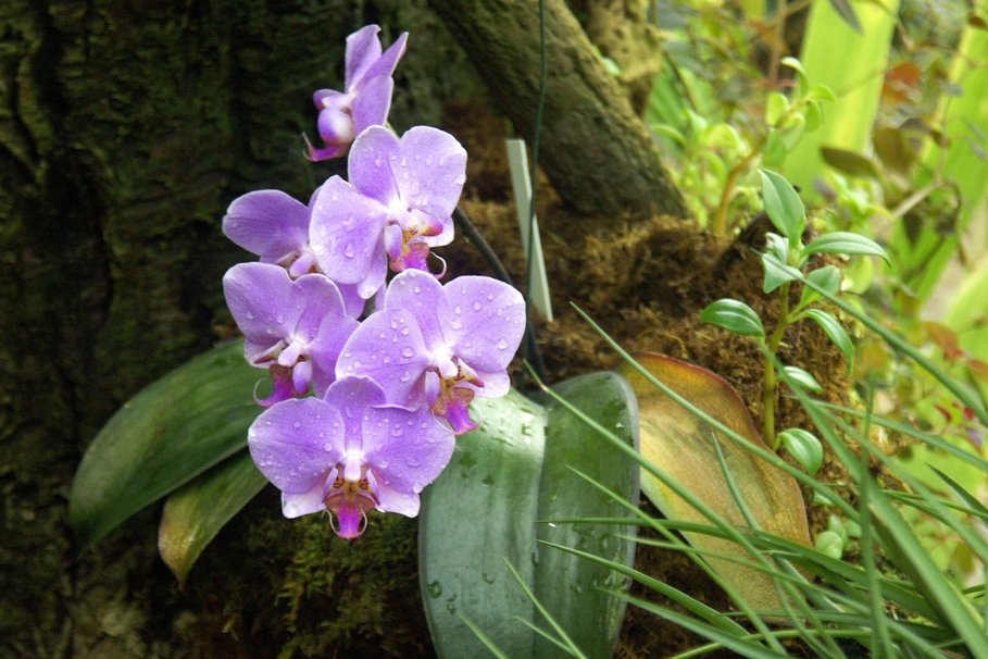 Orquídea Phalaenopsis