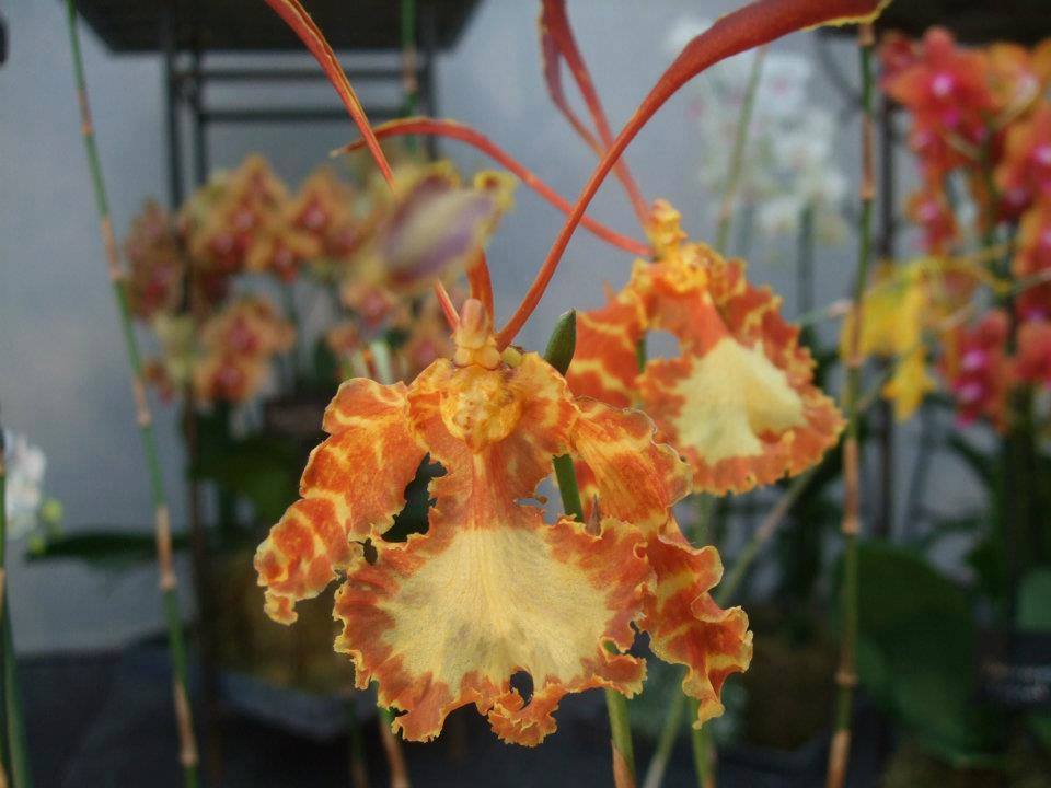 Orquídea Psychopsis