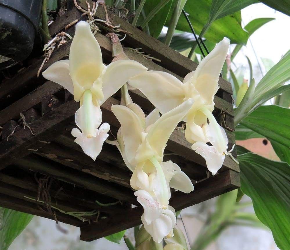 Orquídea Stanhopea Lietzeii (branca)
