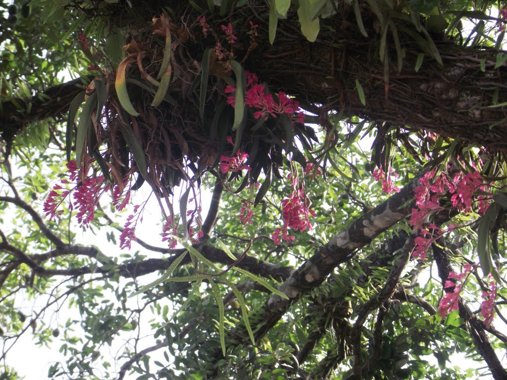 Orquídea Rodriguezia lanceolata