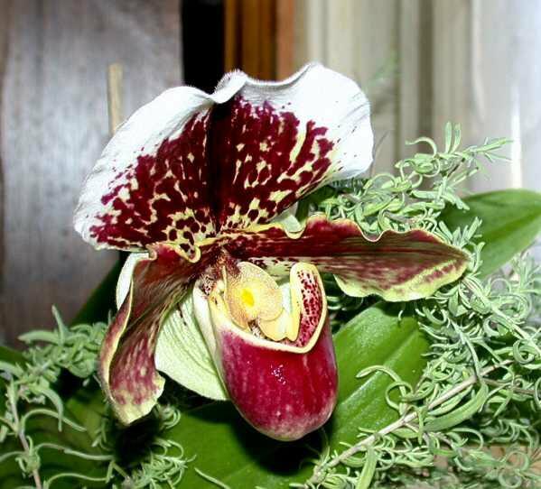 Orquídea Sapatinho