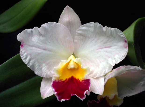 Orquídea Sophrocattleya Mini Collins ‘Pink Sherbet’
