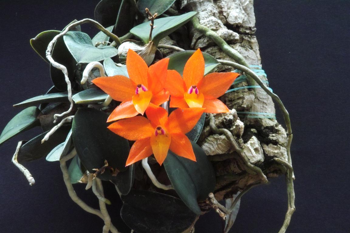Orquídea Sophronitis cernua mineira var. abóbora