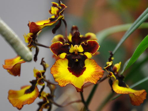Orquídea-Tolumnia-10