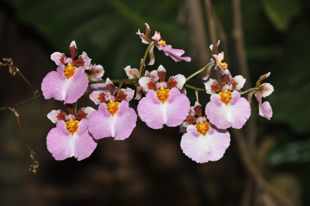Orquídea-Tolumnia-13