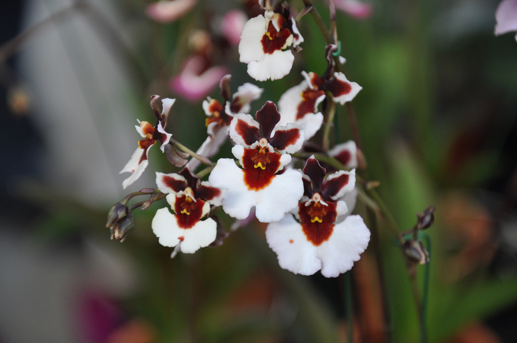 Orquídea-Tolumnia-14