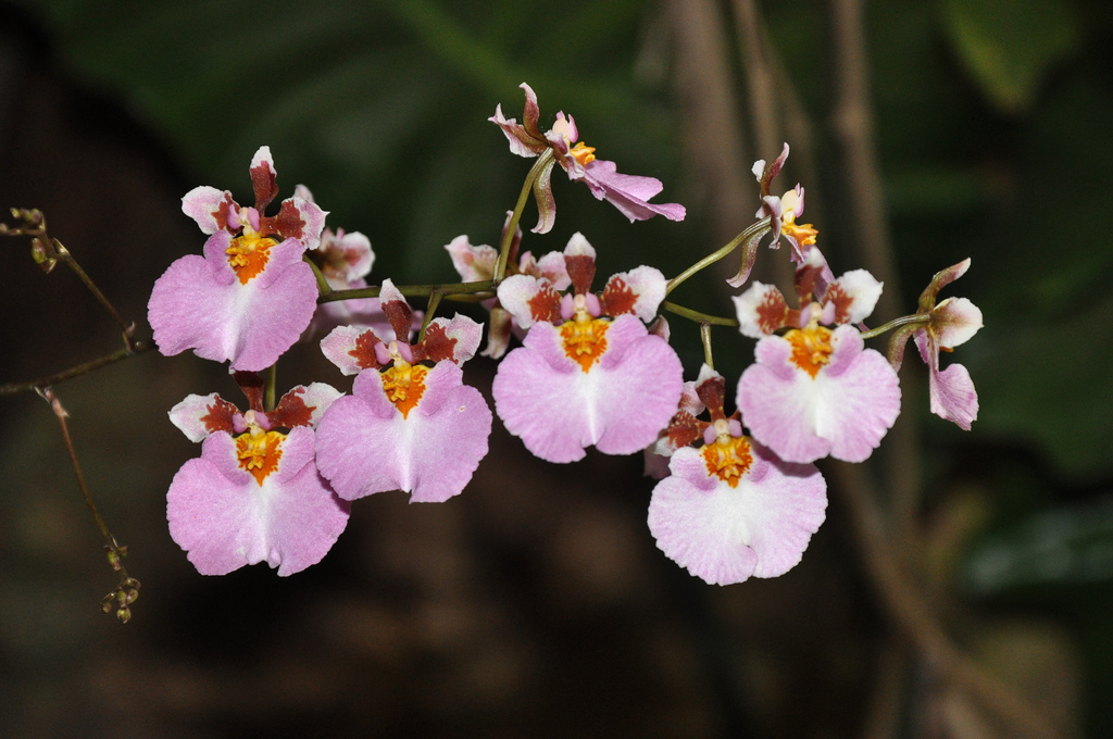 Orquídea Tolumnia