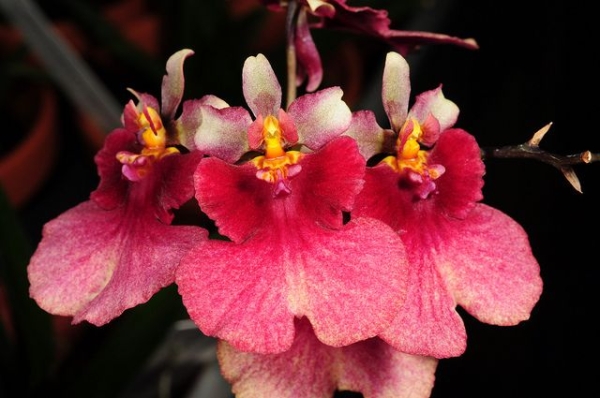 Orquídea Tolumnia1