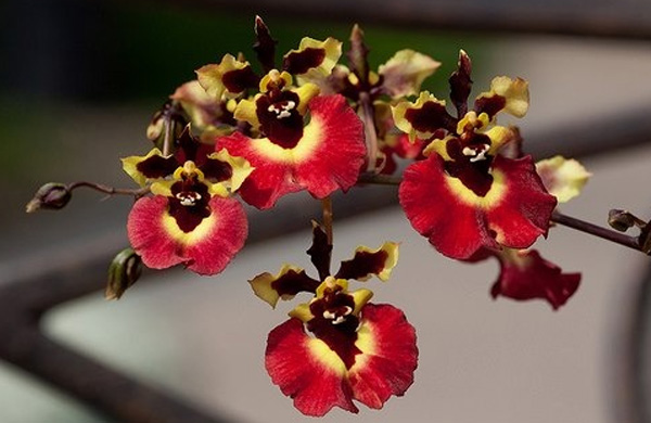 Orquídea Tolumnia2
