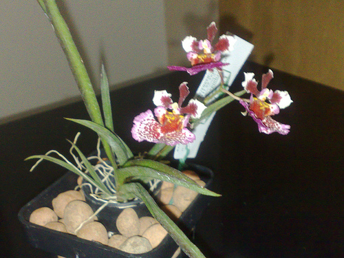 Orquídea Tolumnia4