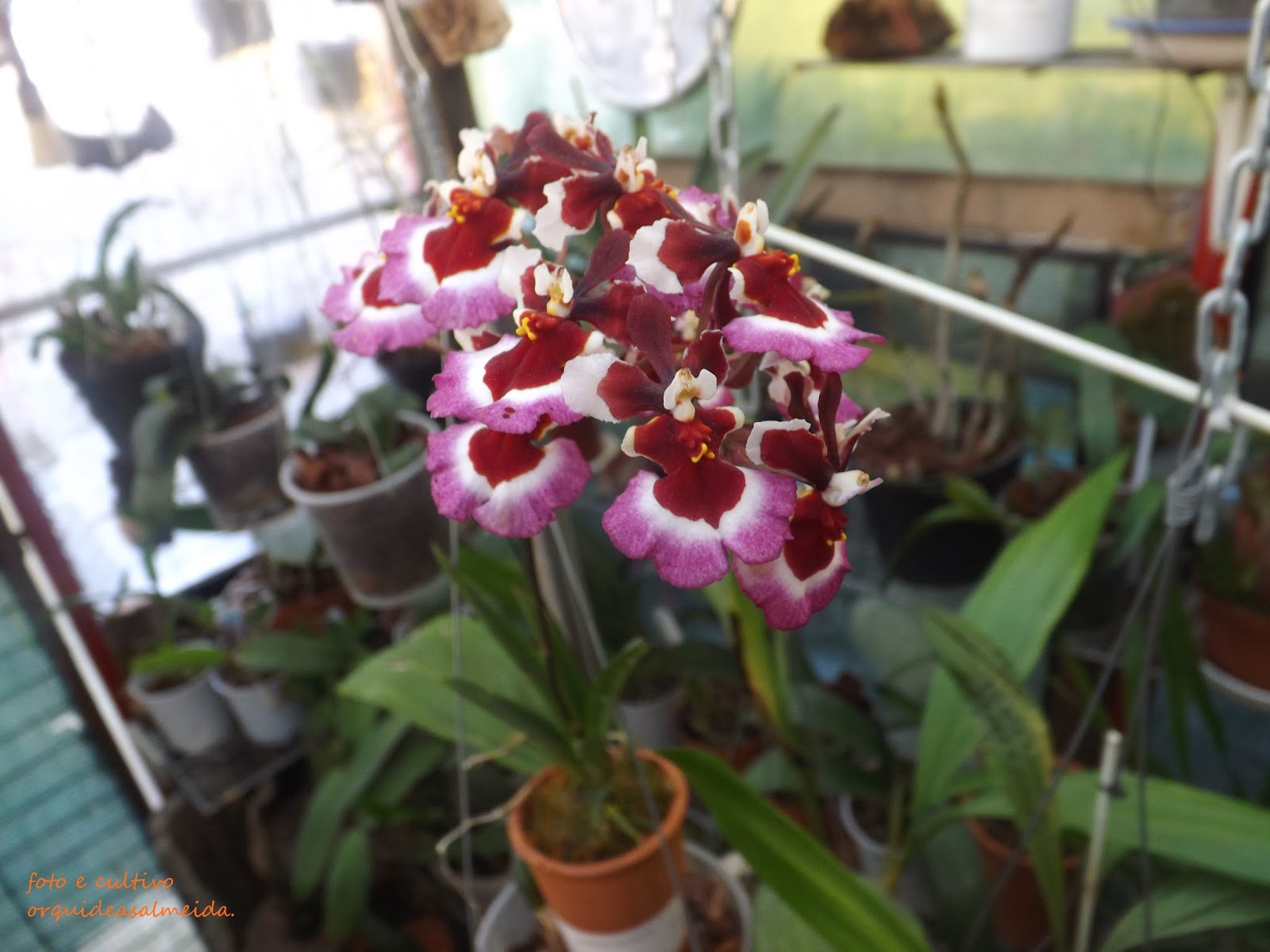Orquídea Tolumnia5