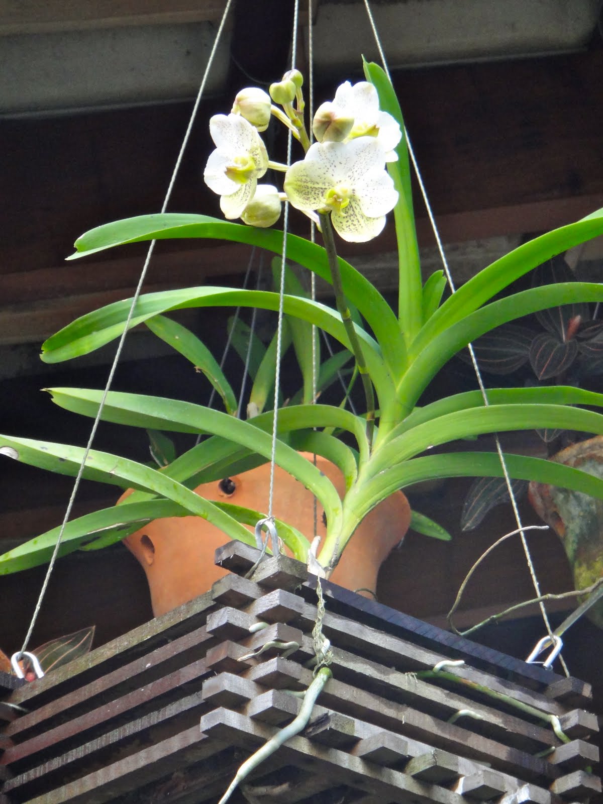 Orquídea Vanda branca