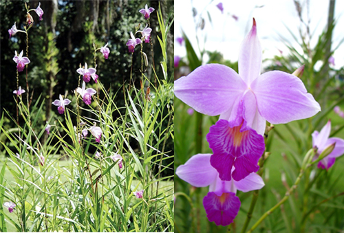 Orquídea-bambú - Arundina graminifolia