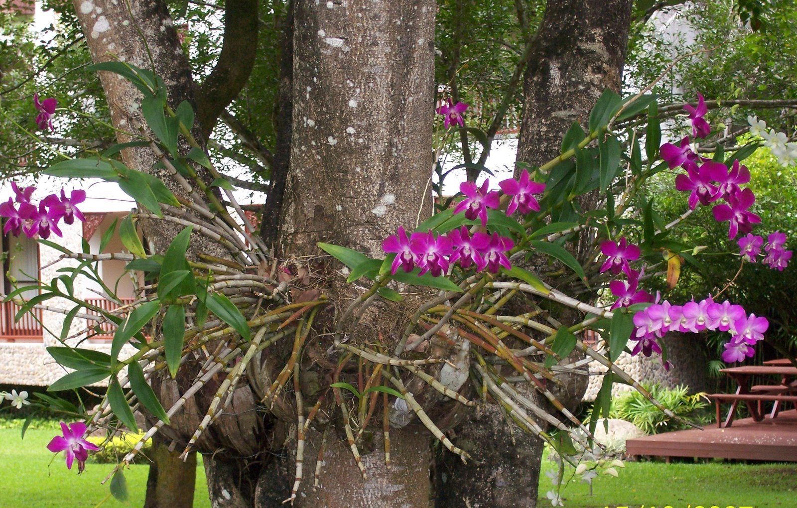 Orquídea epífita - em árvore