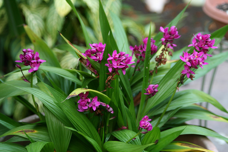 Spathoglottis-unguiculata