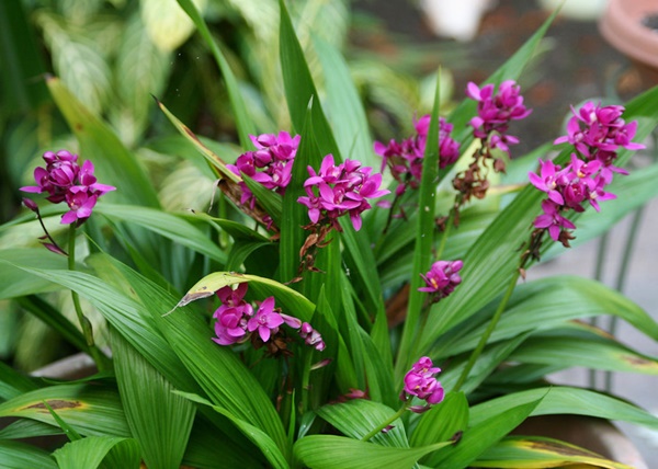 Orquídea-grapete
