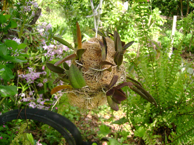 Orquídea-na-Bucha-Vegetal