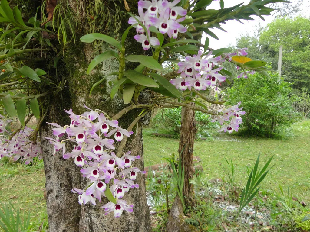 Orquídea-olho-de-boneca