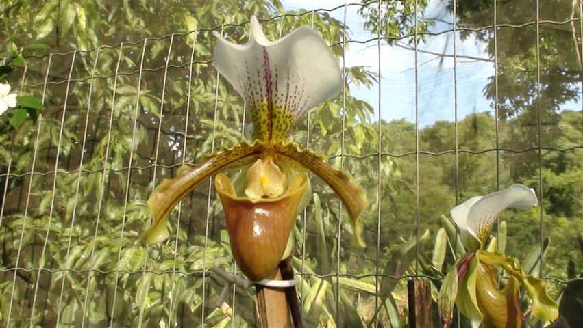 Orquídea sapatinho (PAPHIOPEDILUM)