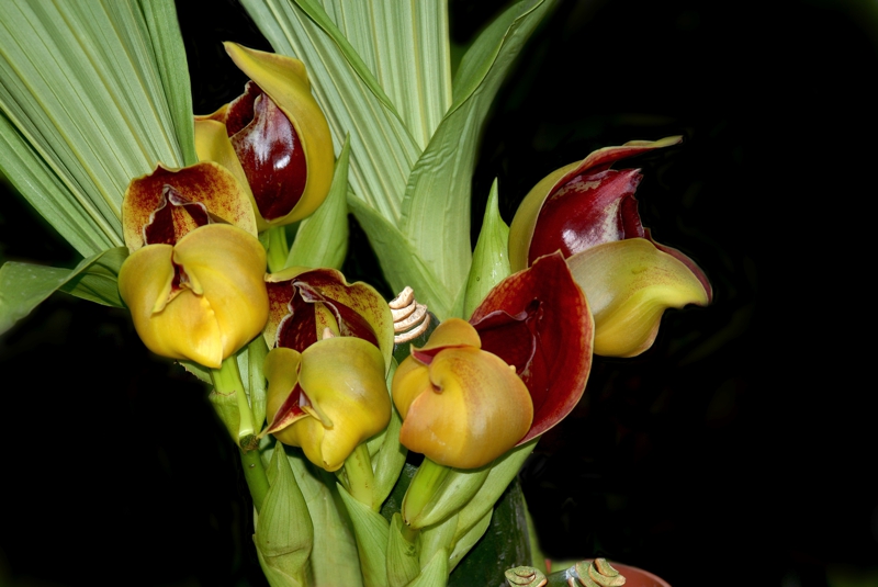 Orquídea-tulipa (Anguloa brevilabris)