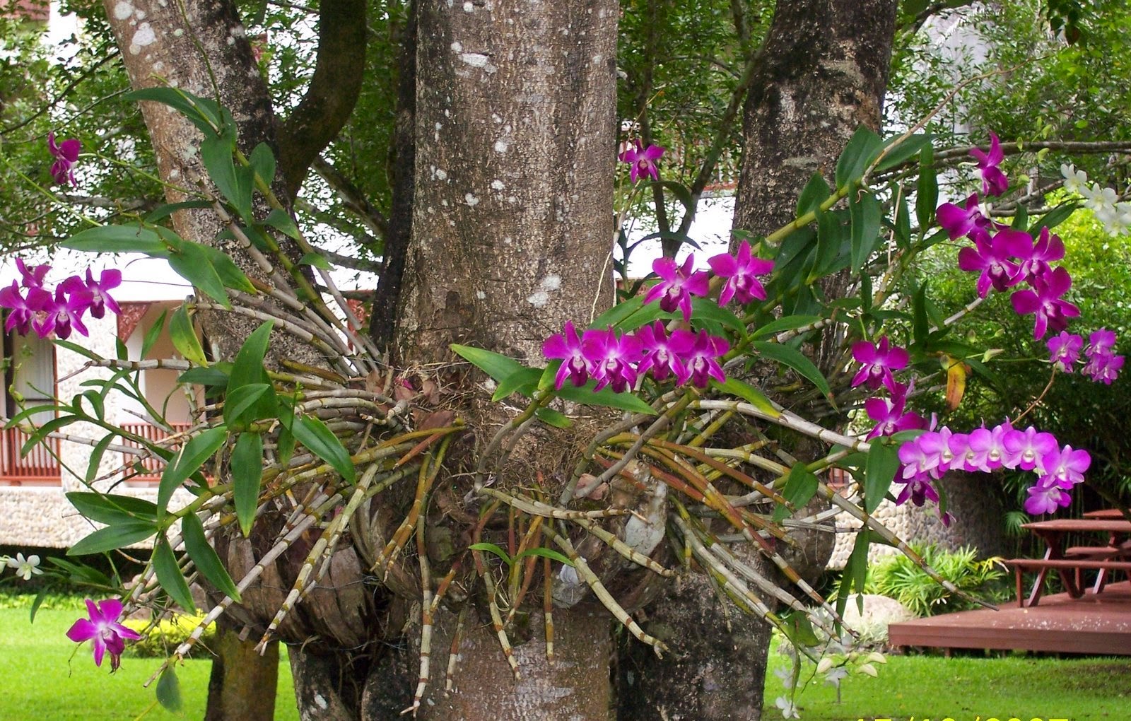 Orquídeadendobrium