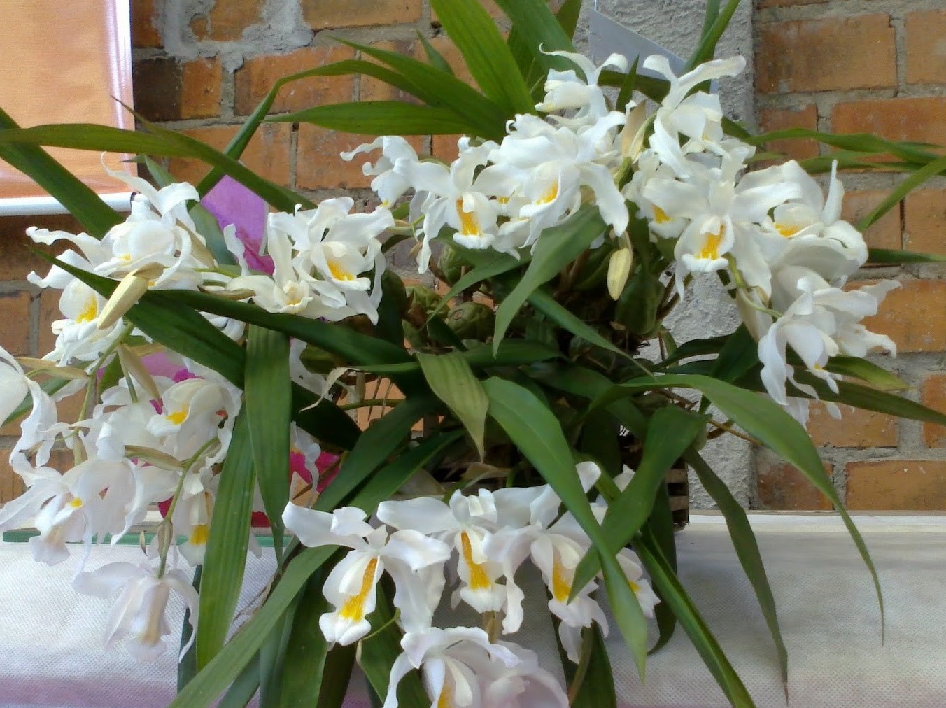 Orquídeas 080