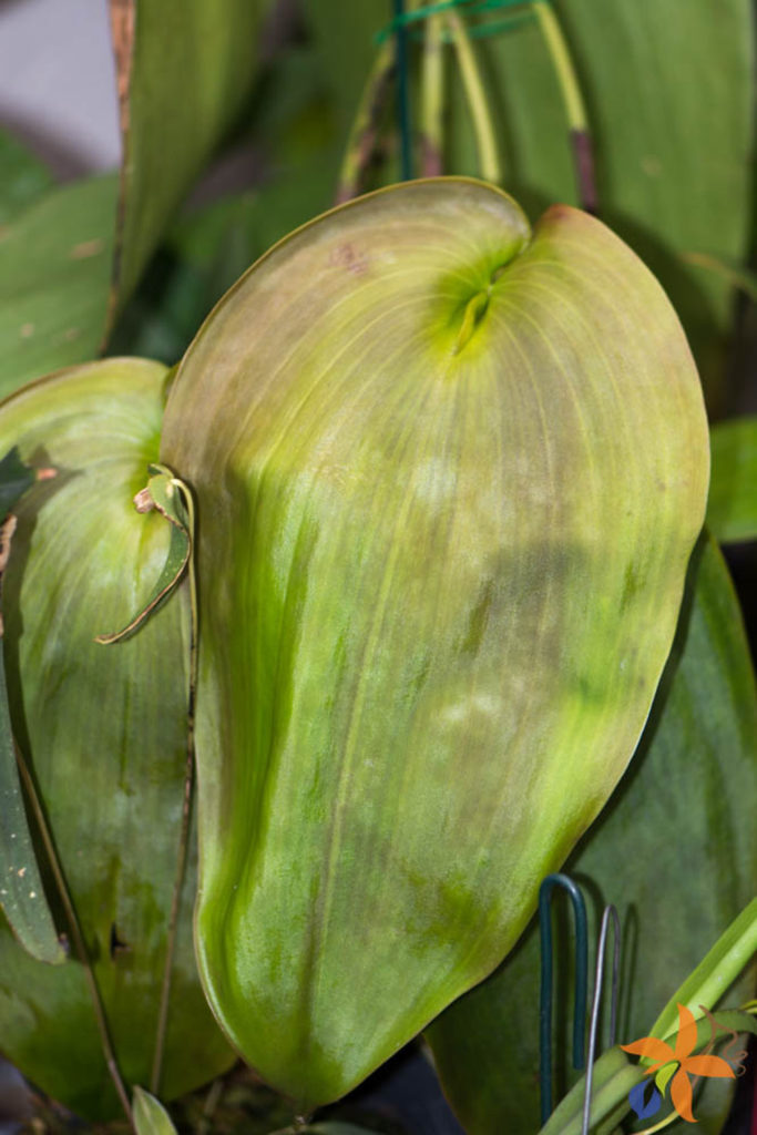 Orquídeas-com-folhas-enrugadas